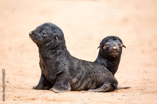 South African Fur Seal babies at Cape Cross Seal Reserve, Namibia, Africa