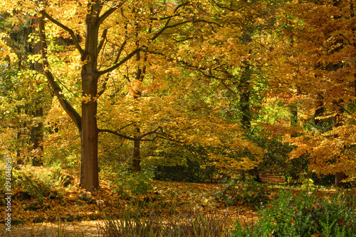 goldener Herbstwald im Erzgebirge, Sachsen, Deutschland, Europa