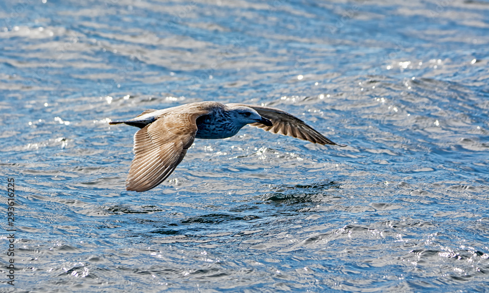 Fototapeta premium Kelp Gull In Flight