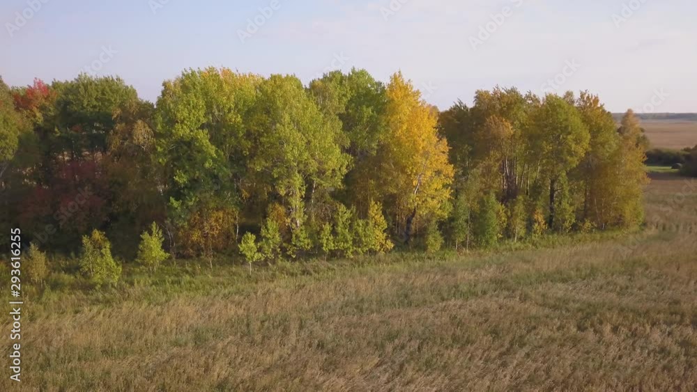 Flying along a beautiful birch grove in autumn. Yellow birch in the ravine. Aerial view Flying along a beautiful birch grove in autumn. Yellow birch in the ravine. Aerial view
