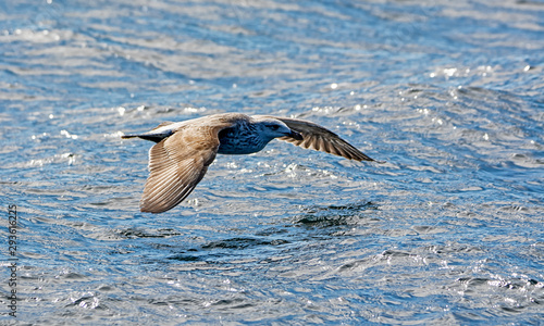 Kelp Gull In Flight