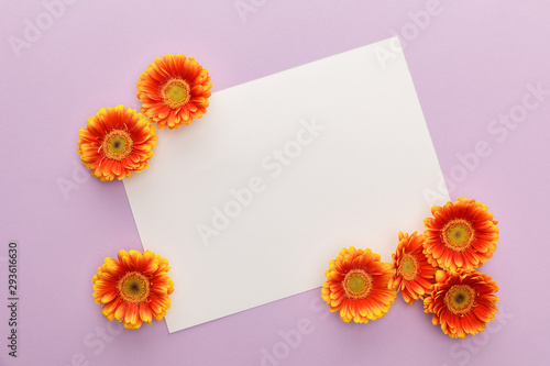 top view of orange gerbera flowers and white blank paper on violet background
