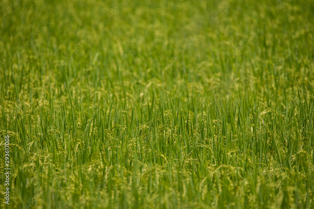 Natural green rice field with golden ear of paddy Natural green rice field with golden ear of paddy