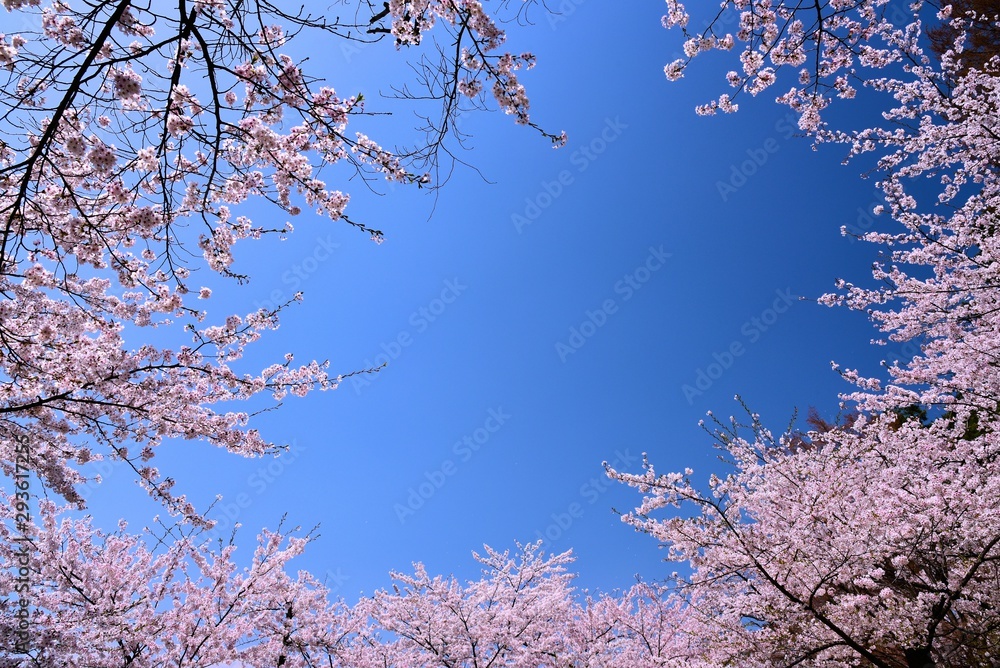 臥竜公園の桜