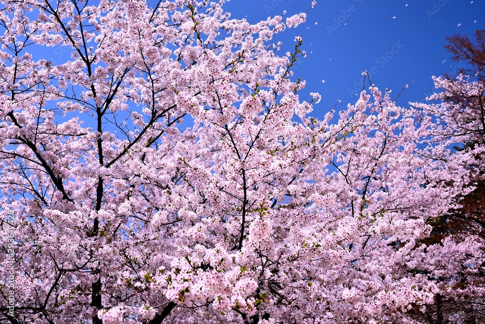 臥竜公園の桜