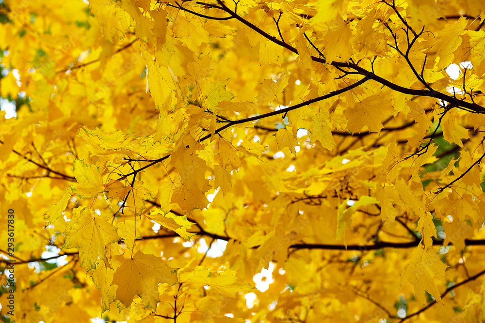 the yellow maple leaves against the sky the yellow maple leaves against the sky