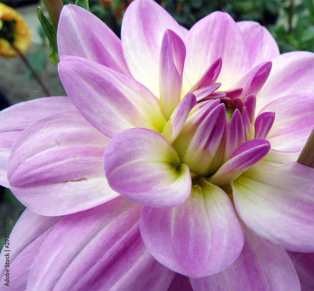 pink flowers in my garden