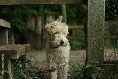 Fotografie A lakeland terrier passing through a country gate