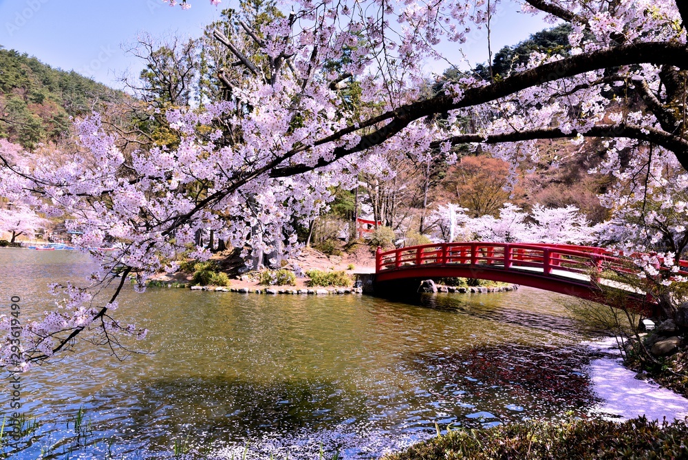 custom made wallpaper toronto digital臥竜公園の桜