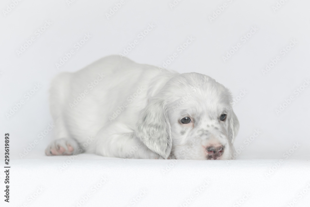 Puppy of the English setter. On a white background. Puppy of the English setter. On a white background.