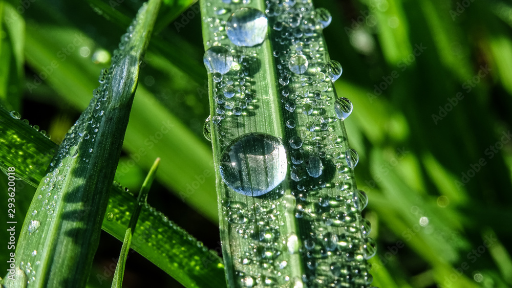 Naklejka premium Krople rosy