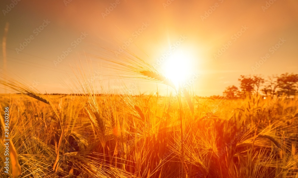 Sun Shining over Golden Barley / Wheat