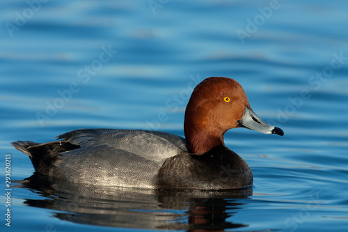 Redhead duck taken in SE Arizona