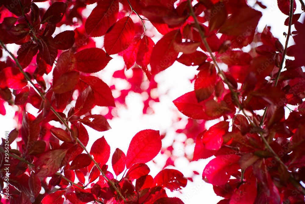 Abstract autumn background with red leaves on tree branches. Soft focus Abstract autumn background with red leaves on tree branches. Soft focus