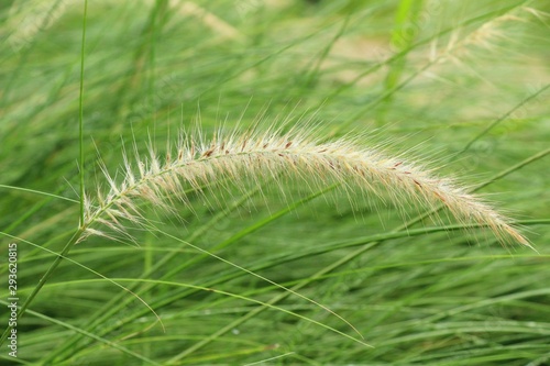 Grass flowers at beautiful in the nature
