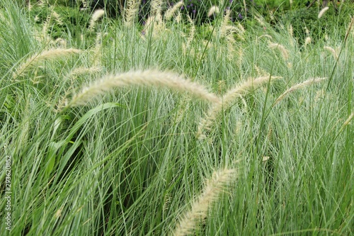 Grass flowers at beautiful in the nature