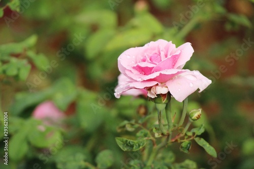 Beautiful roses is blooming in the garden