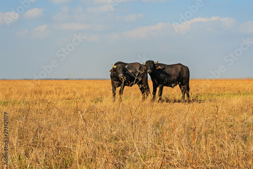 African bulls couple standing on the grass steppe in autumn.