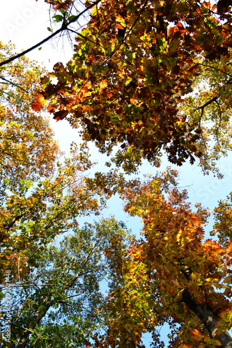 Foglie e alberi autunnali sul cielo