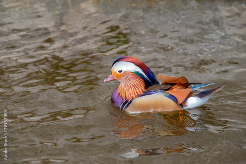 Wallpaper Mural mandarin duck in pond Torontodigital.ca