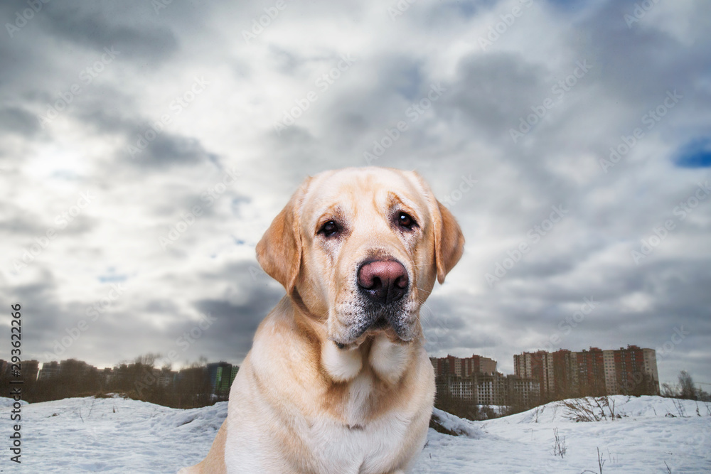 Winter photo of a golden Labrador in snow