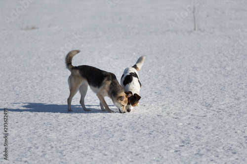 Two funny dogs playing together on winter snow field, outdoors