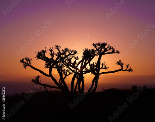 silhouette of a tree at sunset