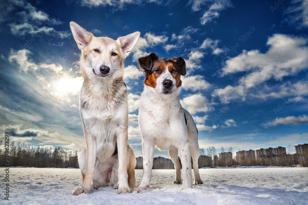 Two dogs sitting and looking at camera on a winter field.