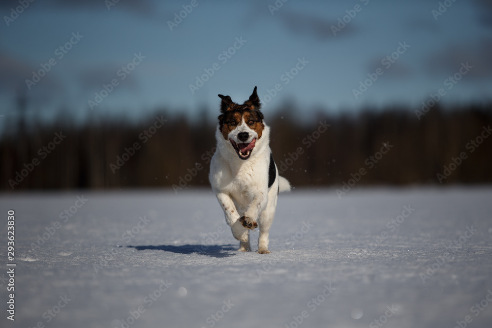 Portrait of dog in winter meadow running at camera direction looking at camera.