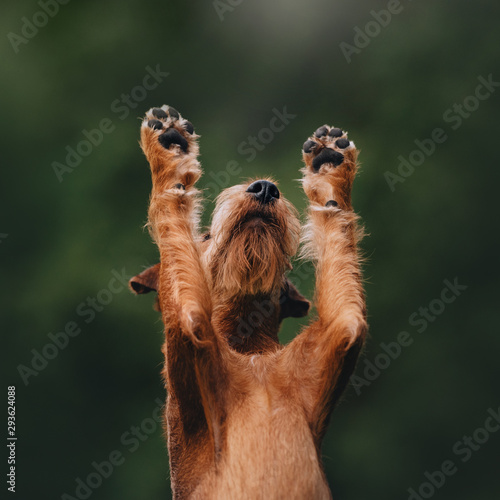 Canvas-taulu Irish terrier dog raising his paws up