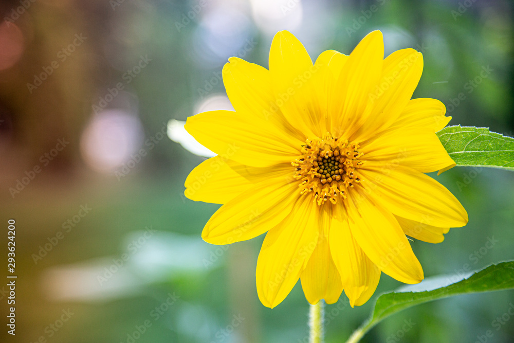 Obraz premium Small sunflower blooming in the summer