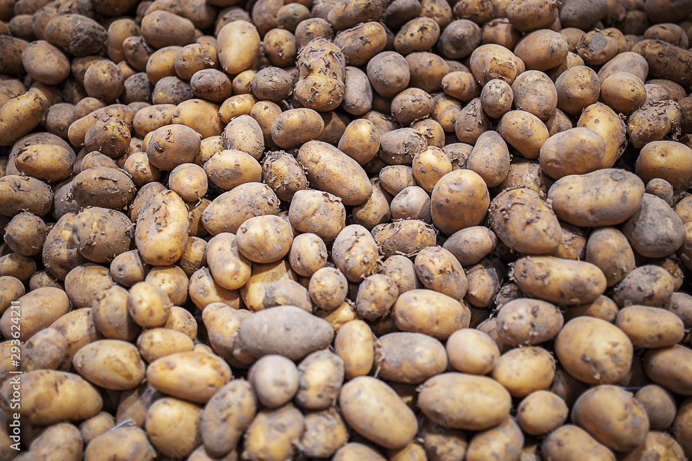 Fresh organic harvest potato stand out among many large background. Heap of potatos root. Close up potatos texture. Macro potato. Fresh organic harvest potato stand out among many large background. Heap of potatos root. Close up potatos texture. Macro potato.