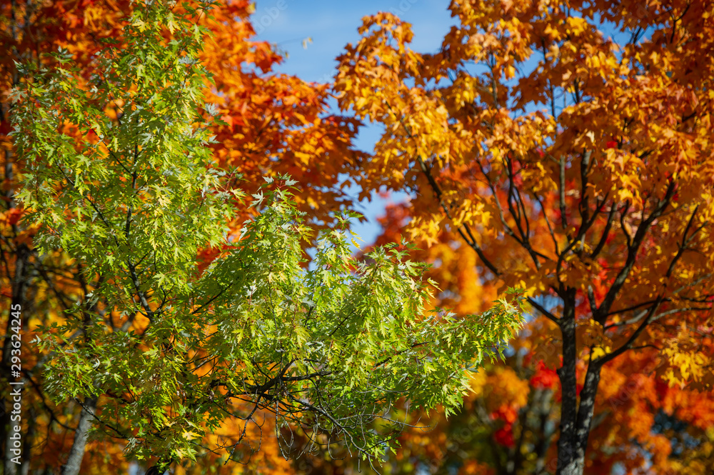 Group of trees in autumn forest with reds and yellow leaves.