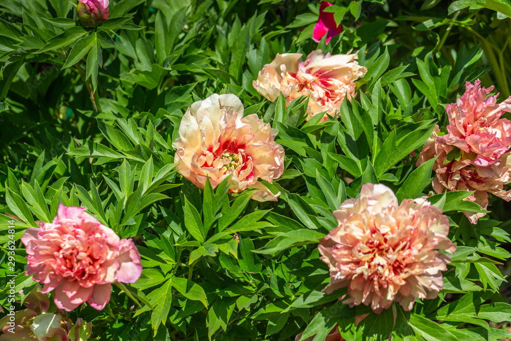 Peony Hybrid Peony Hybrid