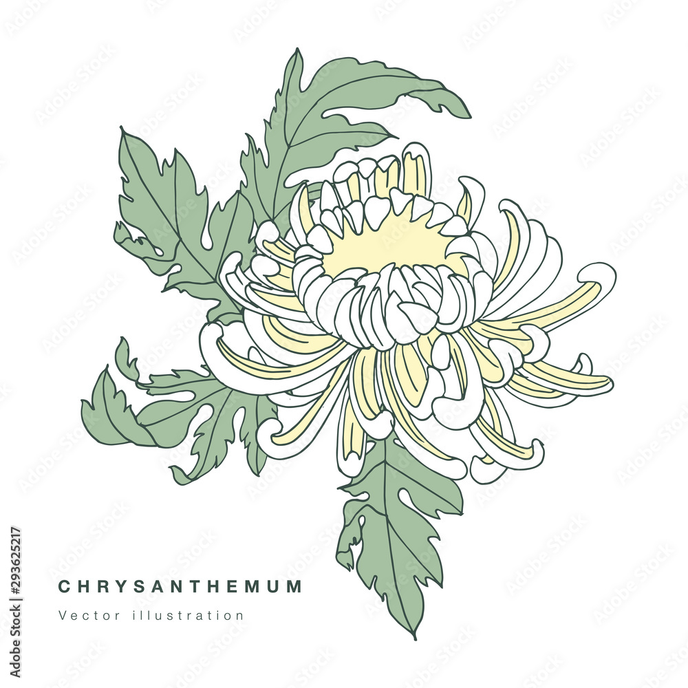 Hand draw vector chrysanthemum flowers illustration. Floral wreath ...