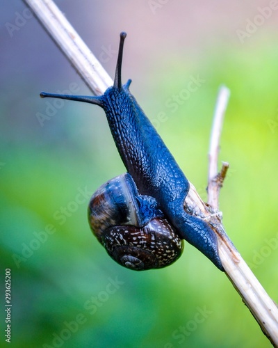 schnecke auf baum