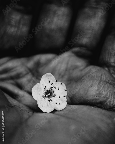 blume in der dunkelheit
