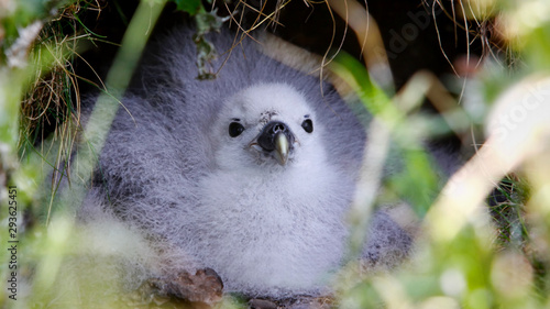 Northern fulmar chick lying comfortably looking out of its nest