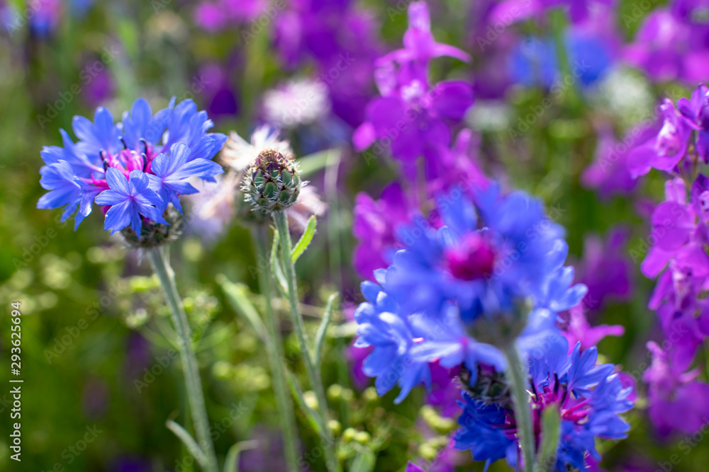 Fields of blooming delphiniums, poppys and bluets. Fields and hills are covered with a carpet of wild flowers. Summer 2019, Eastern Georgia, near the town of Gori. Sunset