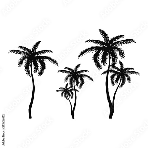 Hand drawn isolated palm tree