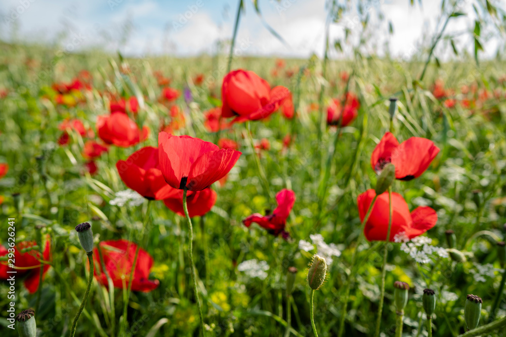 Fields of blooming poppy. Fields and hills are covered with a carpet of wild flowers. Summer 2019, Eastern Georgia, near the town of Gori. Sunset. Fields of blooming poppy. Fields and hills are covered with a carpet of wild flowers. Summer 2019, Eastern Georgia, near the town of Gori. Sunset.