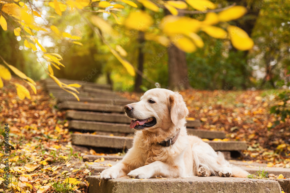 Adorable young golden retriever puppy dog sitting on concrete stairs