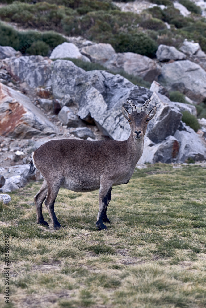 Alpine ibex or Capra pyrenaica on the summit of the mountain against stones in Sierra de Gredos mountain range. Alpine ibex or Capra pyrenaica on the summit of the mountain against stones in Sierra de Gredos mountain range.