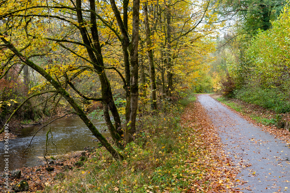 beautiful woodland in autumn time in Germany