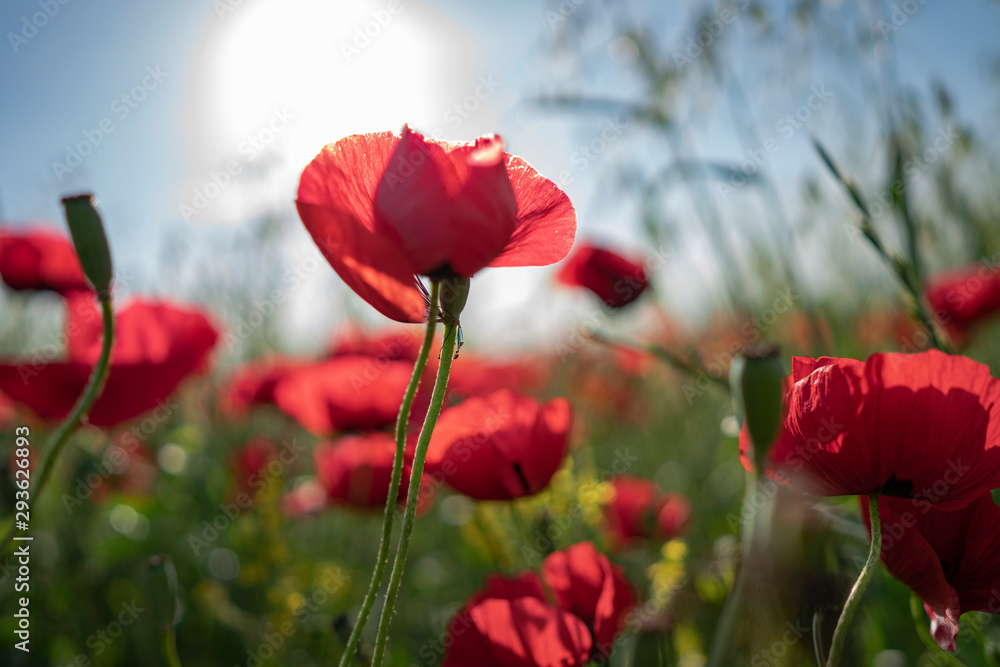 Obraz premium Fields of blooming poppy. Fields and hills are covered with a carpet of wild flowers. Summer 2019, Eastern Georgia, near the town of Gori. Sunset.