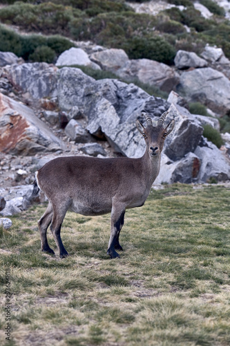 Alpine ibex or Capra pyrenaica on the summit of the mountain against stones in Sierra de Gredos mountain range.