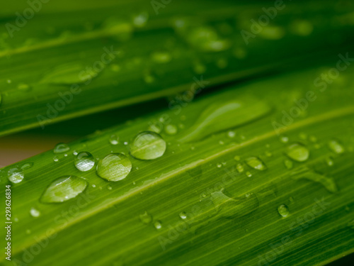 water drop on green .Palm leaf soft focus for background
