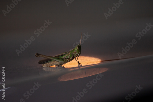 grasshopper spotlight