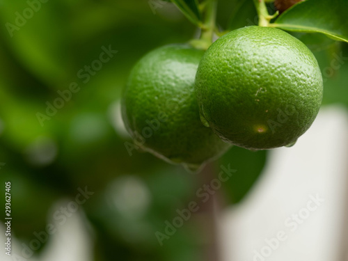 green lemon on the tree soft focus