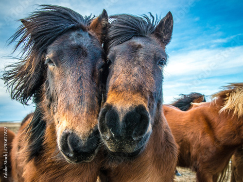 Portrait of two Icelandic wild horses